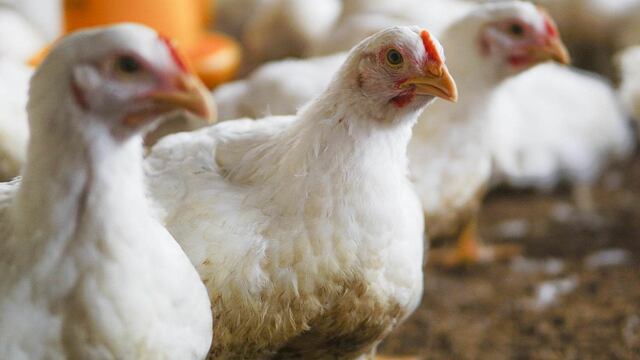 Casi 700,000 gallinas sacrificadas por gripe aviar: Avisurz alerta traba en vacunación