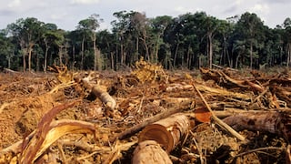 Más destrucción forestal en 2020 pese a desaceleración económica