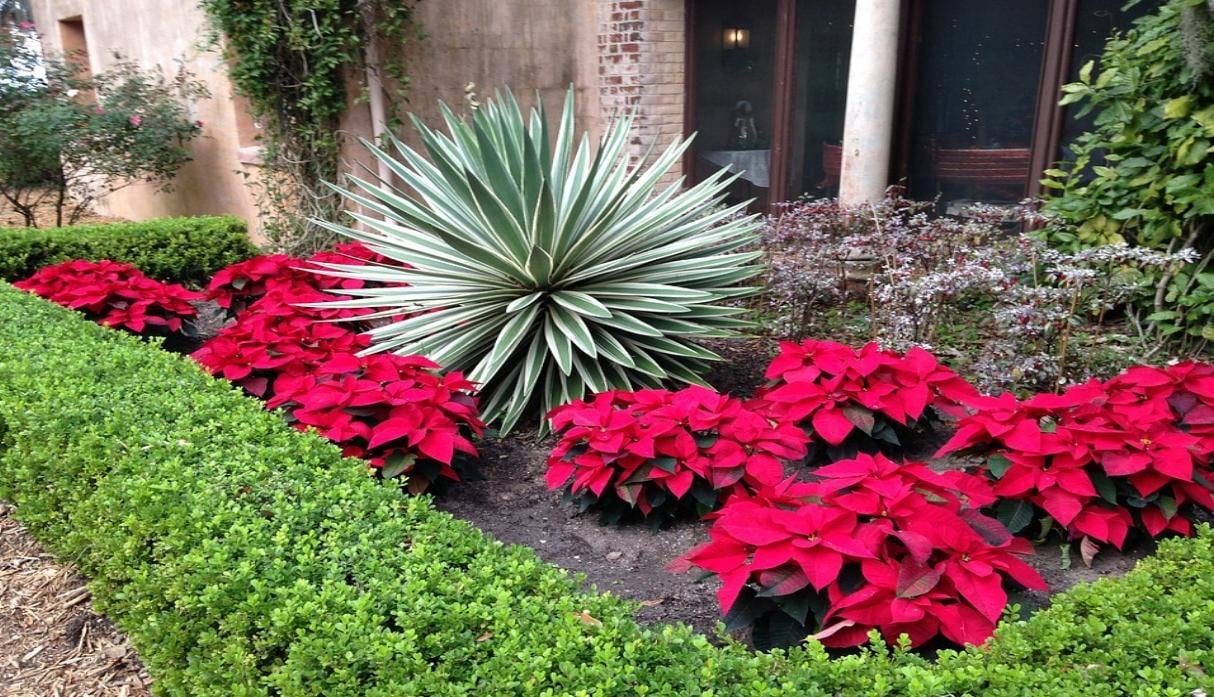 También se puede sembrar en el jardín de tu casa y le dará un toque especial. (Foto: Pixabay)