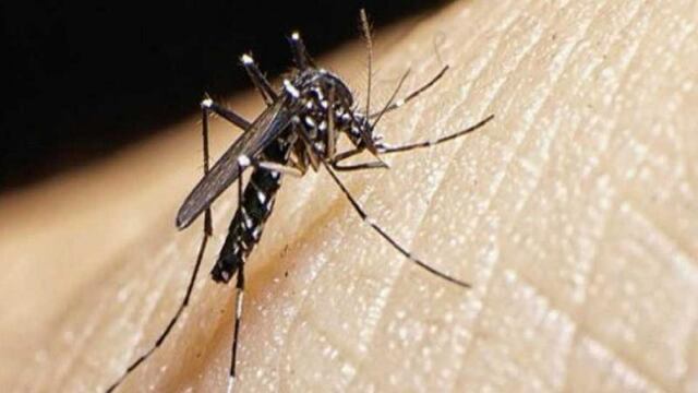 Callao: advierten presencia del mosquito transmisor del dengue en toda la región