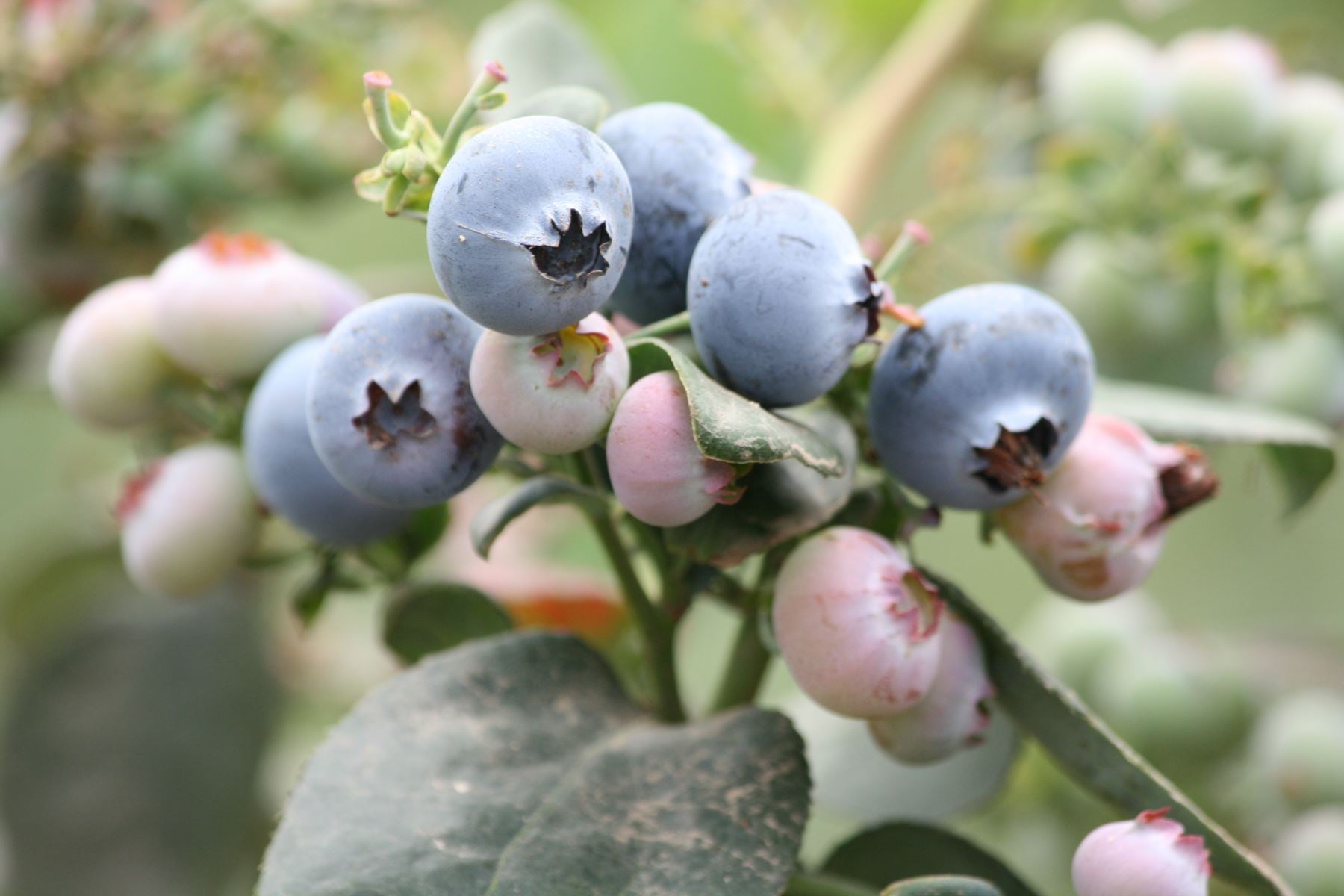 Importación de plantas de arándano beneficiará la producción peruana. Foto: Andina