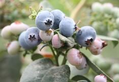 Perú importará más de 777,000 plantas de arándano de Chile
