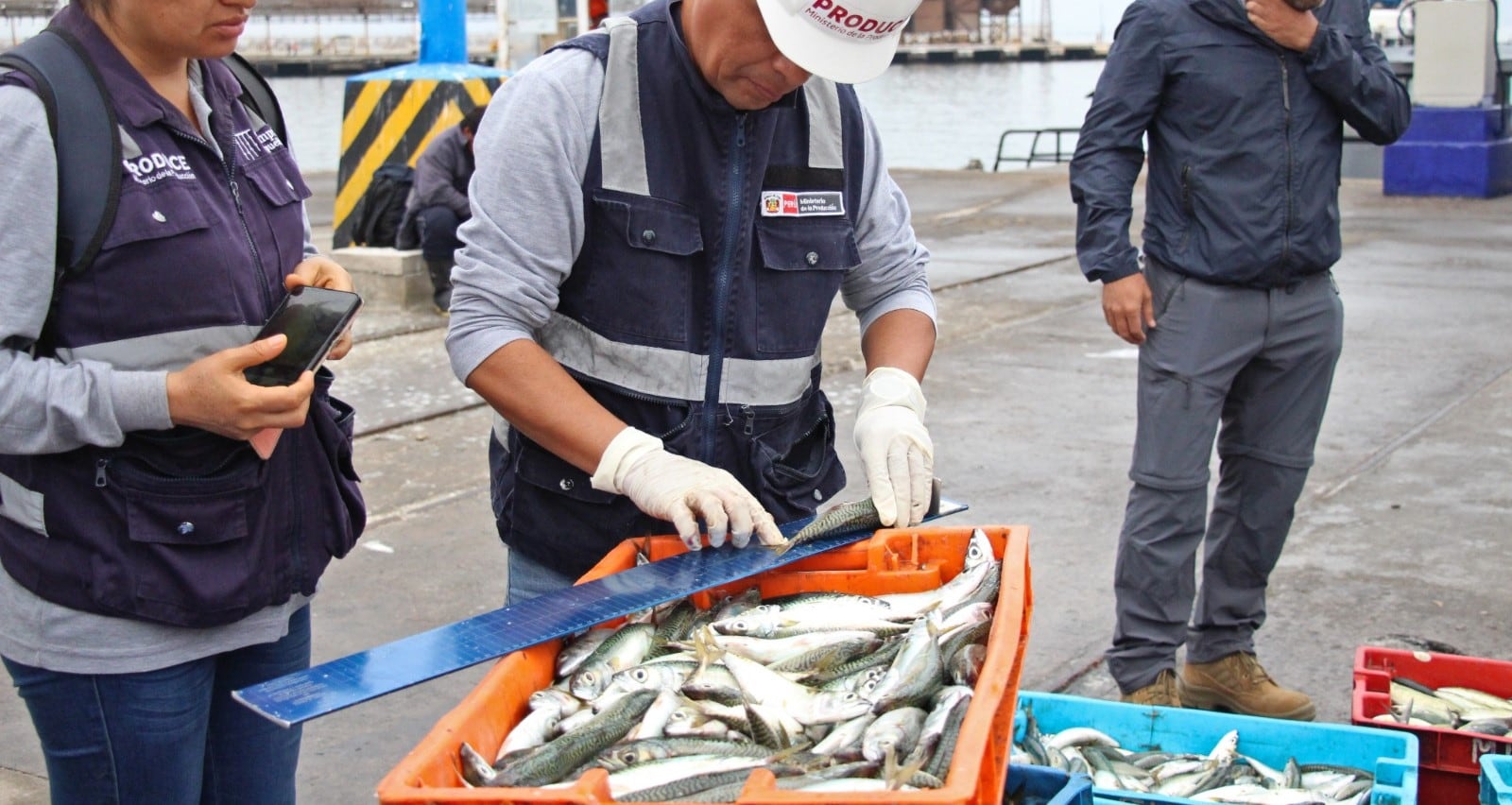el límite de pesca para la caballa será de 41,333 toneladas