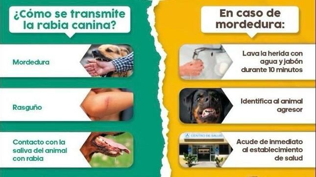 Cómo se transmite la rabia y qué hacer en caso de mordedura.