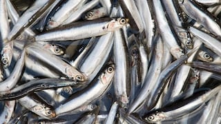 Anchoveta: Oannes afirma que pesca industrial en Reserva de Paracas no afecta ecosistema marino