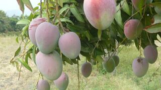 Piura contará con cuatro plantas procesadoras para la exportación de mangos