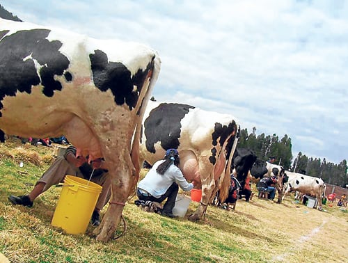 Sector lácteo. (Foto: Difusión)