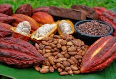 Productores de cacao buscan más exportación vía rueda de negocios