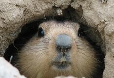 “Día de la Marmota”: ¿cuál es el origen y qué significa que Phil vea su sombra?