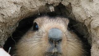 “Día de la Marmota”: ¿cuál es el origen y qué significa que Phil vea su sombra?