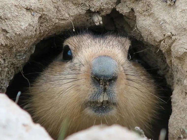 En el Día de la Marmota, este pequeño roedor marcará la tendencia para el cambio de estación y el clima (Foto: Pinterest)
