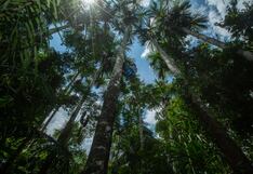 Un fruto amazónico viene conquistando el mundo: ¿cuál es su origen?