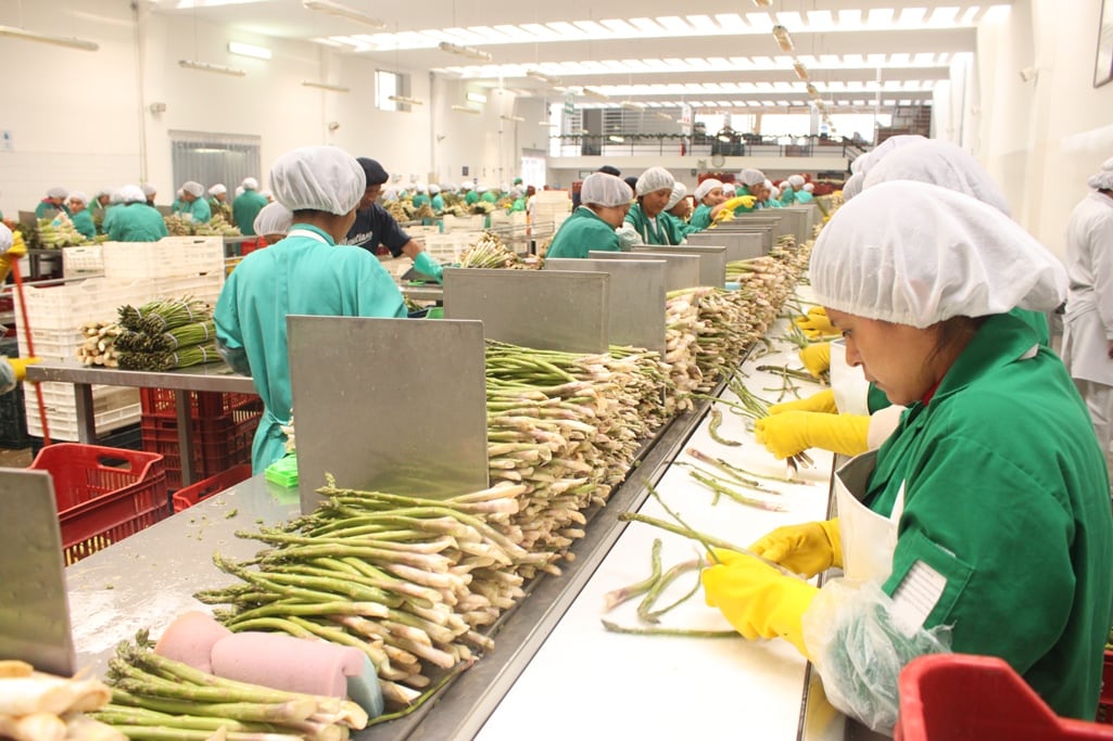 Sobresalieron la agroindustria (583 mil 049), minería (465 mil 451) y agro primario (234 mil 819), los cuales concentraron de forma conjunta el 84.7% a raíz de la ascendente demanda de superfoods. Foto: ADEX.