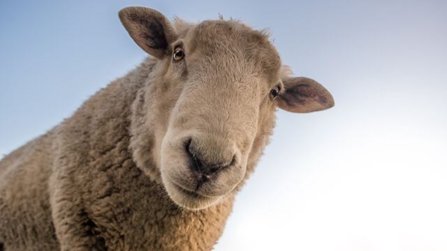 La lana se une a la cruzada mundial contra el plástico