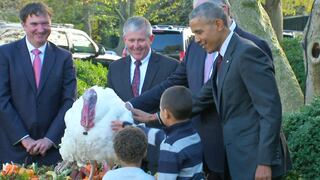 Obama indulta a un pavo en su último Día de Acción de Gracias