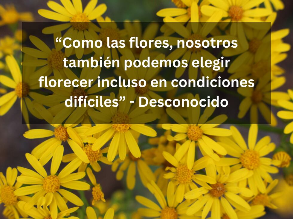 “Como las flores, nosotros también podemos elegir florecer incluso en condiciones difíciles” - Desconocido | Foto de aaron farris en Unsplash / Composición Mix