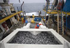 Segunda temporada de pesca de anchoveta: en solo primer mes se registra un avance de casi el 50%