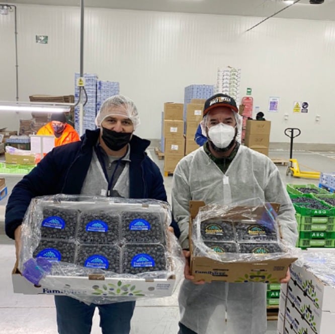 Family Farms Perú, empresa del Grupo Valle y Pampa, renovará 84 hectáreas de arándanos con el recambio de Eureka Sunrise por Eureka Gold.