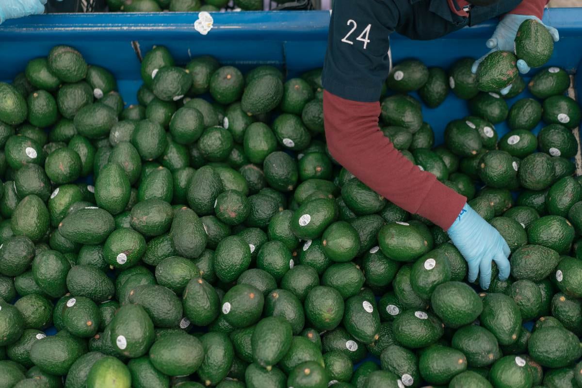 Pampa Baja proyecta exportar 22,000 toneladas de palta este año. Photographer: Luis Antonio Rojas/Bloomberg