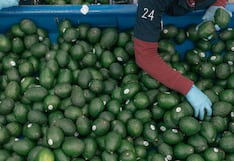 Productores tacneños asumen de forma directa empaque y despacho de palta Hass a Chile