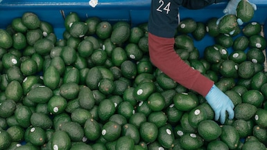 US Allows Imports Of Avocados From Jalisco State