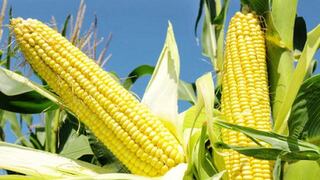 USDA prevé la menor cosecha de maíz EE.UU. en cuatro años tras primavera lluviosa