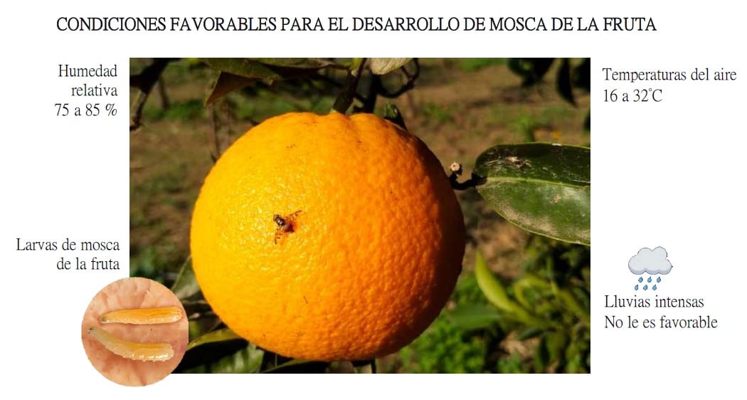 Condiciones favorables para el desarrollo de la mosca de la fruta. | Fuente: Senamhi
