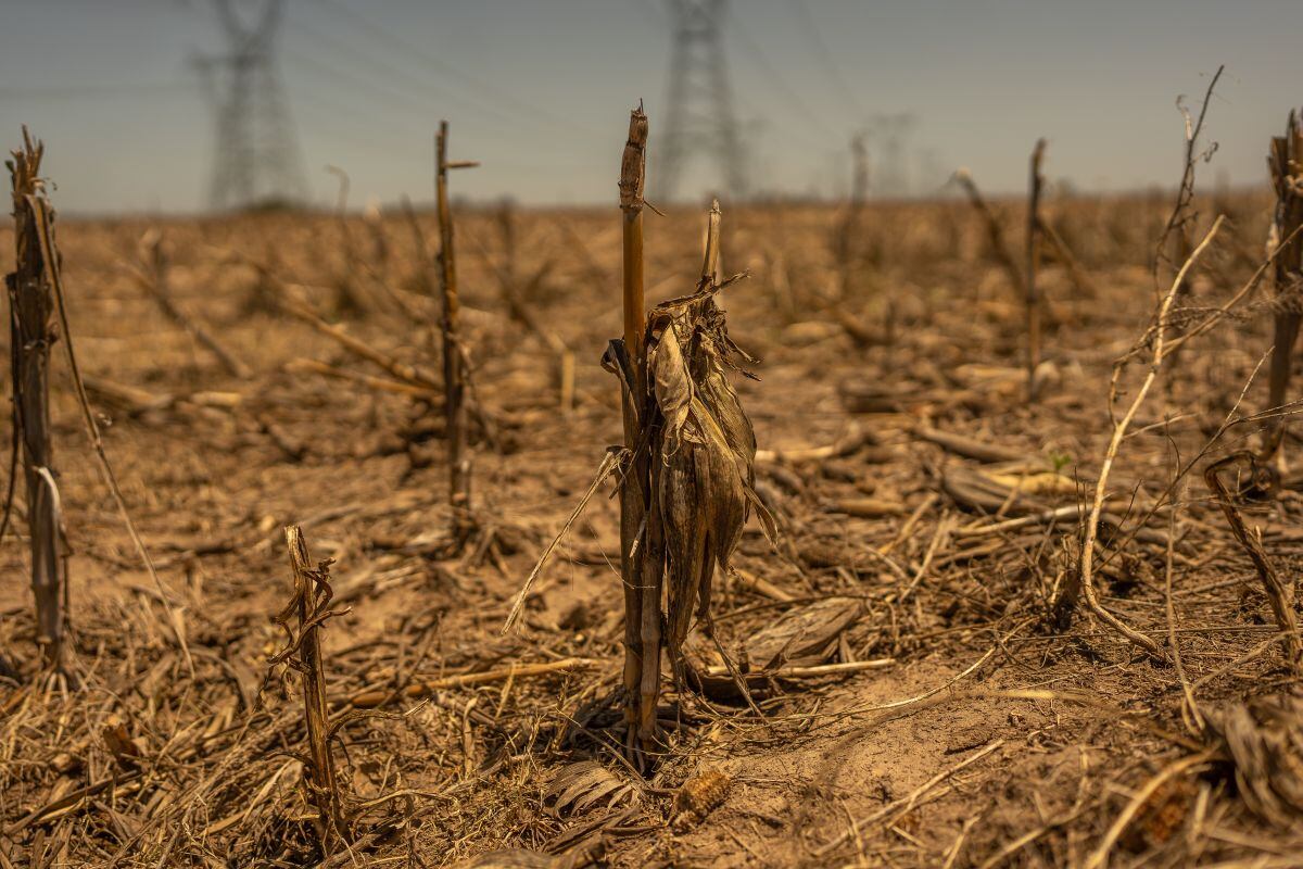 Un campo de maíz afectado por la sequía en la ciudad de Serodino, provincia de Santa Fe, Argentina, el jueves 9 de noviembre de 2023. Foto: Bloomberg