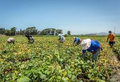 Alertan de riesgo climático hasta marzo en cultivos agrícolas claves: los más afectados