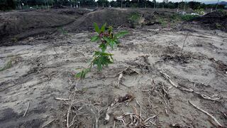 La deforestación reduce las precipitaciones en zonas tropicales, revela estudio