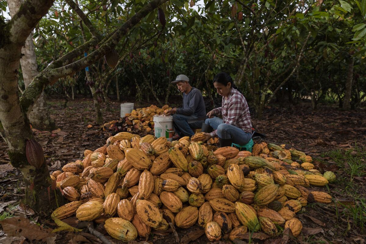 “Bionegocios” ya no se quedan solo en la selva: la estrategia para expandirlos. (Foto: Juan Laura)