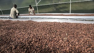 Cadmio en cacao: Perú tuvo cuatro años para adaptarse a medida sanitaria, aclara la UE