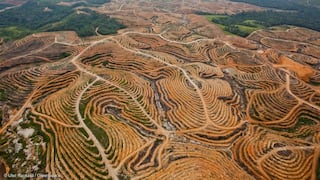 Huella forestal: ¿Cómo impacta el consumo humano en la deforestación?