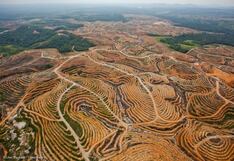 Huella forestal: ¿Cómo impacta el consumo humano en la deforestación?