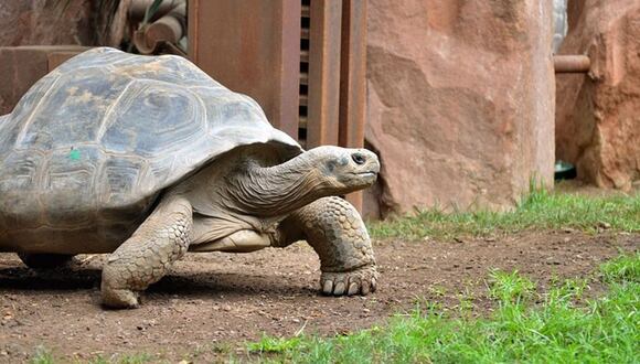 Baltÿa es el nombre que recibió este jueves una tortuga gigante de Galápagos (Foto: difusión)