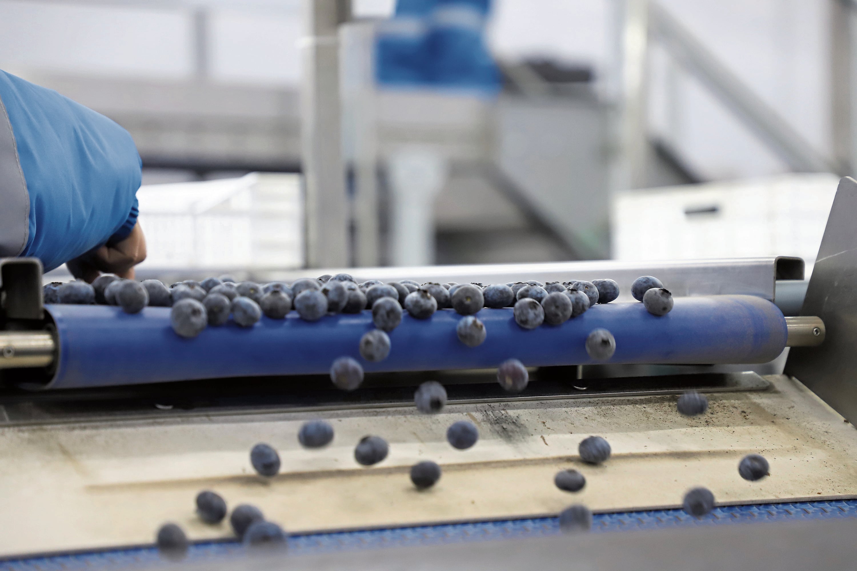 Los planes de Inka’s Berries son sólidos y contemplan proyecciones respaldadas por inversiones en sus fundos agrícolas. (Foto: referencial).
