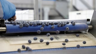 Inka’s Berries proyecta exportar más de 13,000 t de arándanos tras inversión en fundos