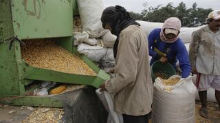 Avícolas comprarán hasta 20,000 toneladas de maíz a productores de la región San Martín