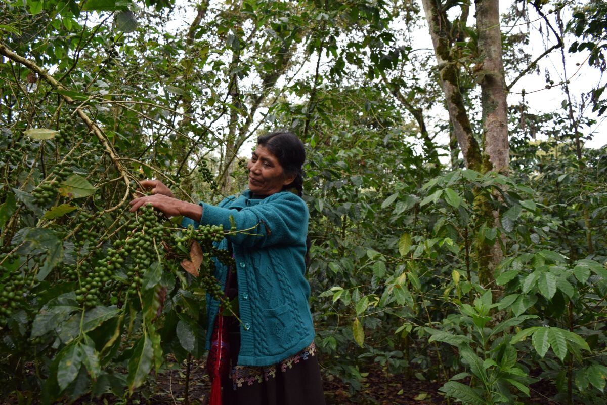 La directora en jefe del SIAP, Patricia Ornelas, expuso que el ‘Panorama Agroalimentario’ contiene el acervo de la ruta de la transformación agroalimentaria 2018-2024 |Foto: Secretaría de Agricultura y Desarrollo Rural de México