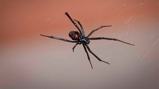 En Brasil, una araña venenosa como aliada contra la disfunción eréctil