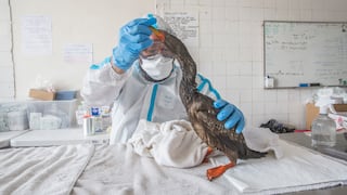 Parque de las Leyendas: Mira como limpian a los animales afectados por el derrame de petróleo