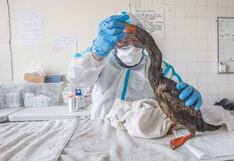 Parque de las Leyendas: Mira como limpian a los animales afectados por el derrame de petróleo