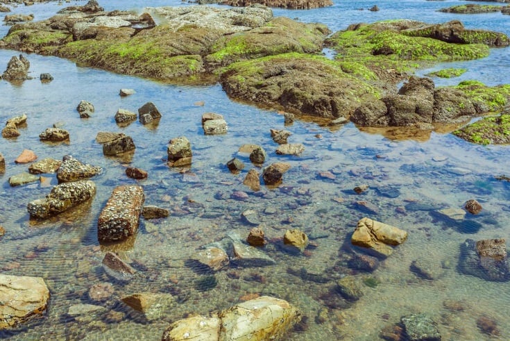 La bacteria vibrio vulnificus puede causar infecciones graves y tiene una tasa de mortalidad del 20% en 48 horas. (Foto referencial: Freepik)