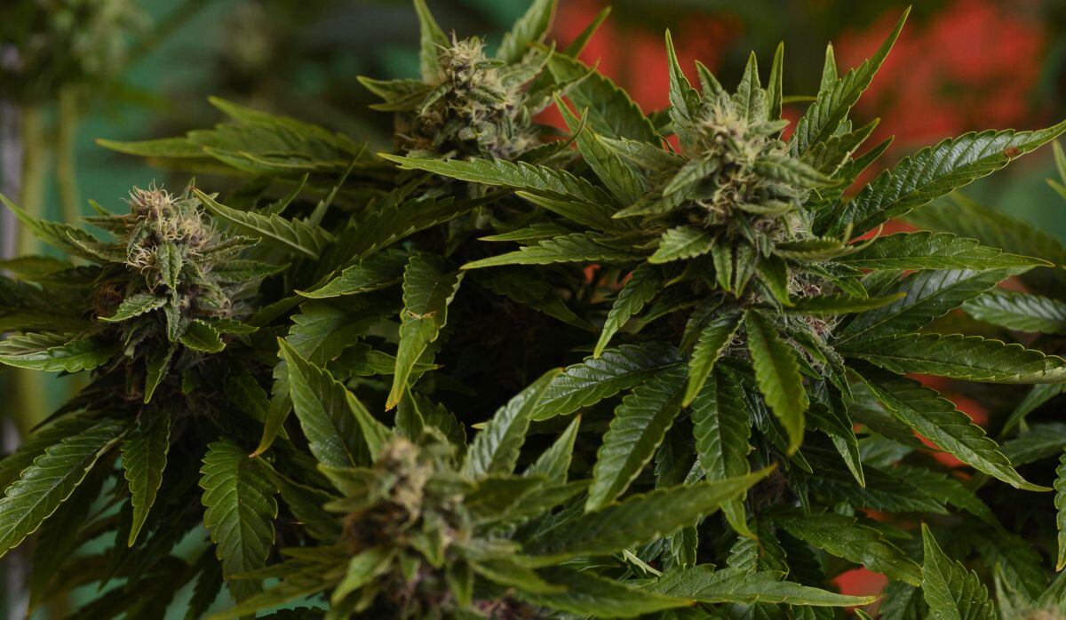 La crisis del cannabis está ocurriendo en un país relativamente estable, en contraste con los productores de otros lugares de la impredecible América Latina. (Foto: Pablo PORCIUNCULA / AFP)