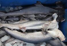 Gobierno da por concluído actividades extractivas del tiburón martillo, ¿por qué?