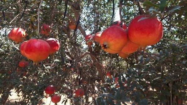 Pómica suma a Moquegua a su mapa de granada tras la apertura del mercado chino