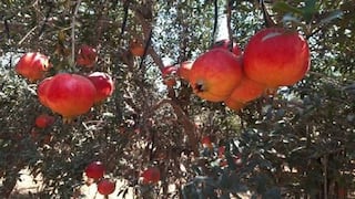 Pómica suma a Moquegua a su mapa de granada tras la apertura del mercado chino