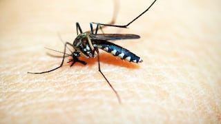 Dengue: ¿cómo debe ser la alimentación en un paciente?
