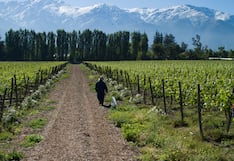 La otra estrategia del vino al pie de los Andes: menos volumen, más valor