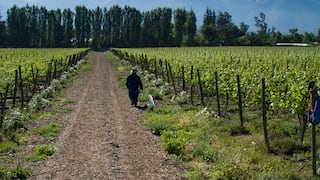 La otra estrategia del vino al pie de los Andes: menos volumen, más valor
